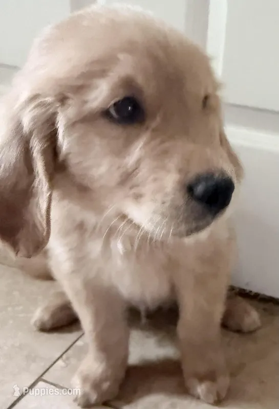 Finn – Golden Retriever puppy for sale in Portales, NM