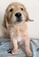 Finn, a male Golden Retriever for sale in Portales, NM – Photo 2 of 7