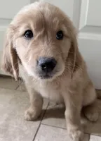 Finn, a male Golden Retriever for sale in Portales, NM – Photo 4 of 7