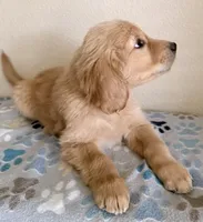 Finn, a male Golden Retriever for sale in Portales, NM – Photo 7 of 7