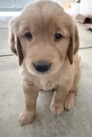 Posie, a female Golden Retriever for sale in Portales, NM – 5 of 7