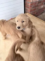 Axel, a male Golden Retriever for sale in Portales, NM – Photo 5 of 6