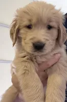 Axel, a male Golden Retriever for sale in Portales, NM – Photo 2 of 6