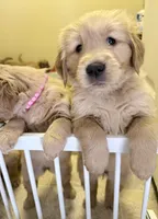 Axel, a male Golden Retriever for sale in Portales, NM – Photo 3 of 6