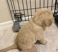 Axel, a male Golden Retriever for sale in Portales, NM – Photo 6 of 6