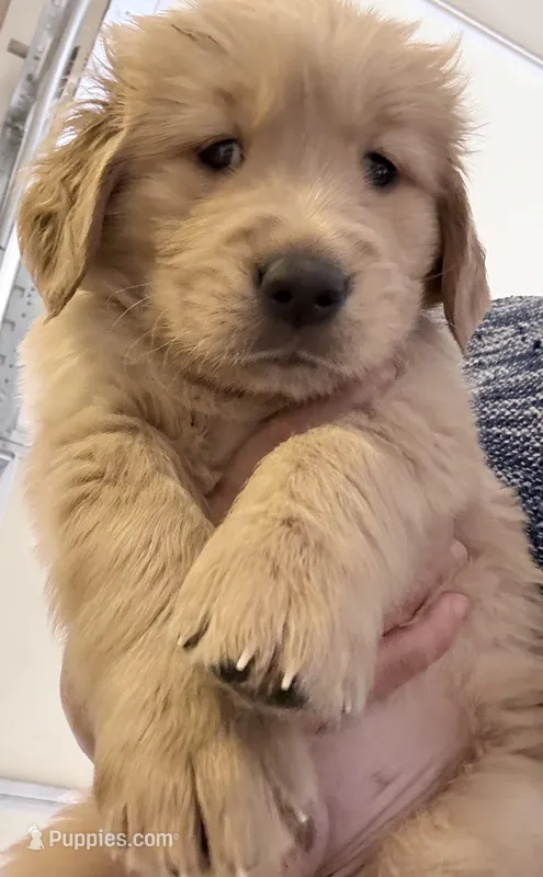 Axel – Golden Retriever puppy for sale in Portales, NM