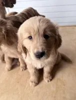 Axel, a male Golden Retriever for sale in Portales, NM – Photo 4 of 6