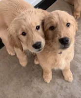 Hugo, a male Golden Retriever for sale in Portales, NM – 5 of 7