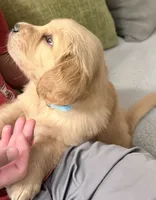 Bowie, a male Golden Retriever for sale in Portales, NM – 3 of 6