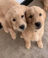 Hugo, a male Golden Retriever for sale in Portales, NM – 4 of 6