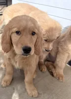 Hugo, a male Golden Retriever for sale in Portales, NM – 6 of 6