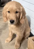 Hugo, a male Golden Retriever for sale in Portales, NM – 5 of 6