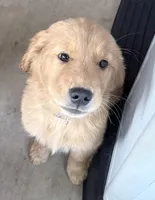 Hugo, a male Golden Retriever for sale in Portales, NM – 2 of 6
