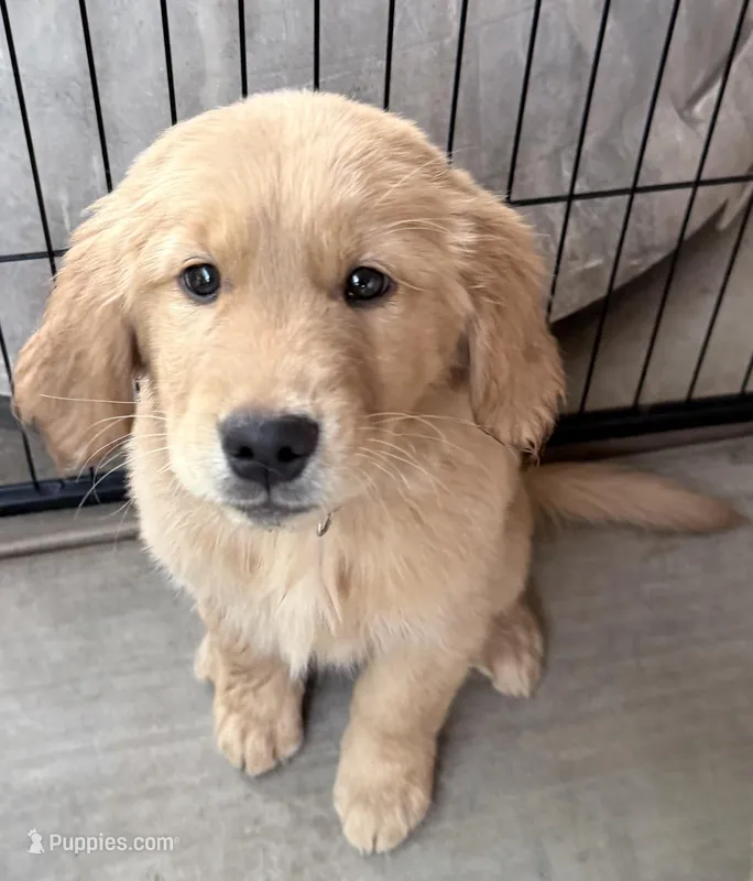 Hugo – Golden Retriever puppy for sale in Portales, NM