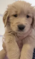 Axel, a male Golden Retriever for sale in Portales, NM – 2 of 6