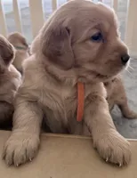 Ollie, a female Golden Retriever for sale in Portales, NM – 3 of 5