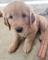 Yogi, a male Golden Retriever for sale in Portales, NM – 5 of 5