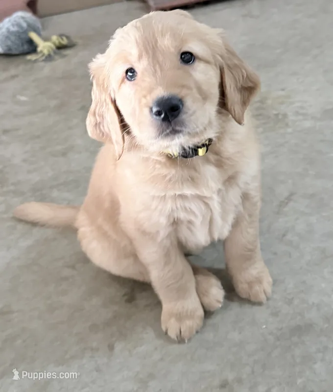 Yogi, a male Golden Retriever for sale in Portales, NM – 1 of 5
