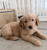 Posie, a female Golden Retriever for sale in Portales, NM – 6 of 7