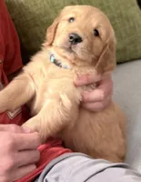 Bowie, a male Golden Retriever for sale in Portales, NM – 5 of 6