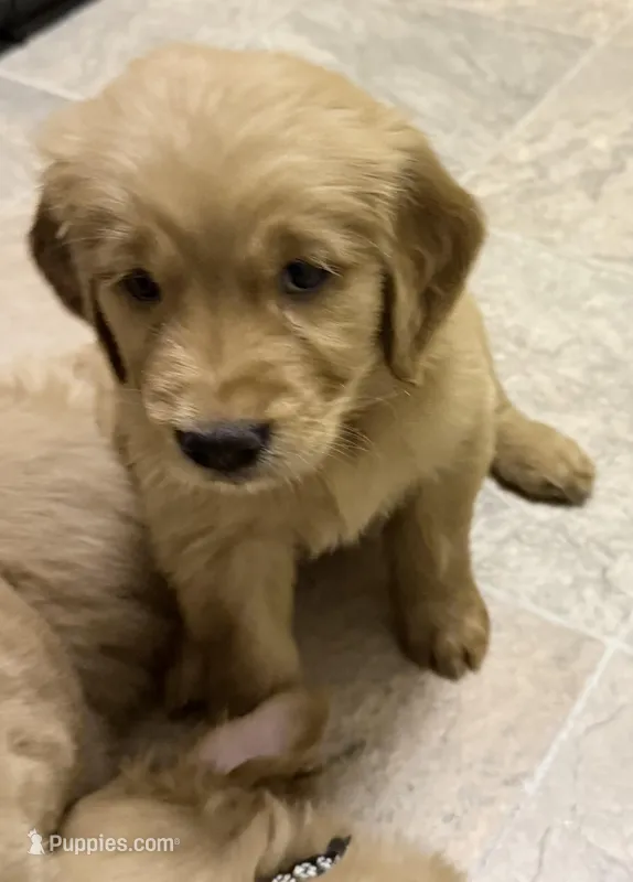 Jax – Golden Retriever puppy for sale in Portales, NM