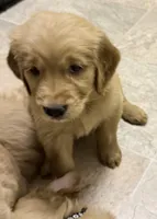 Jax, a male Golden Retriever for sale in Portales, NM – Photo 1 of 2