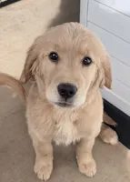 Hugo, a male Golden Retriever for sale in Portales, NM – 3 of 7