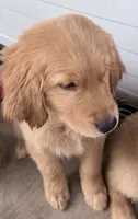 Hugo, a male Golden Retriever for sale in Portales, NM – 7 of 7