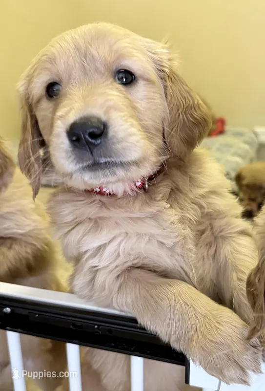 Bruno – Golden Retriever puppy for sale in Portales, NM