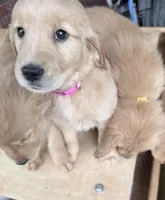 Cleo, a female Golden Retriever for sale in Portales, NM – Photo 3 of 4