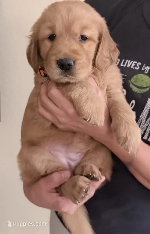 Ollie, a female Golden Retriever for sale in Portales, NM – 1 of 5