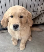 Hugo, a male Golden Retriever for sale in Portales, NM – 1 of 7