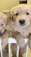 Axel, a male Golden Retriever for sale in Portales, NM – 5 of 6