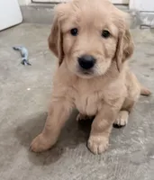 Yogi, a male Golden Retriever for sale in Portales, NM – 3 of 5