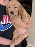 Posie, a female Golden Retriever for sale in Portales, NM – 2 of 7