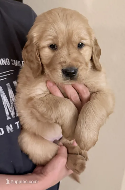 Gino – Golden Retriever puppy for sale in Portales, NM