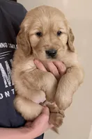 Gino, a male Golden Retriever for sale in Portales, NM – 1 of 1