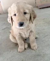 Yogi, a male Golden Retriever for sale in Portales, NM – 4 of 5
