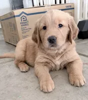 Posie, a female Golden Retriever for sale in Portales, NM – 7 of 7