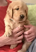 Bowie, a male Golden Retriever for sale in Portales, NM – 2 of 6