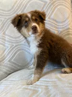 No Name Female, a female Australian Shepherd for sale in Pierz, MN – 2 of 3