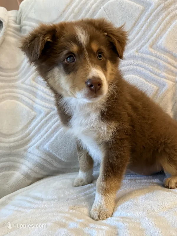 No Name Female – Australian Shepherd puppy for sale in Pierz, MN