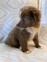Male 2, a male Australian Shepherd for sale in Pierz, MN – 2 of 2