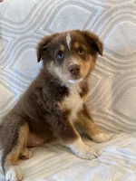 Male 1, a male Australian Shepherd for sale in Pierz, MN – 2 of 2