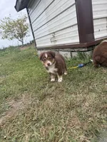 No Name Female, a female Australian Shepherd for sale in Pierz, MN – 3 of 3