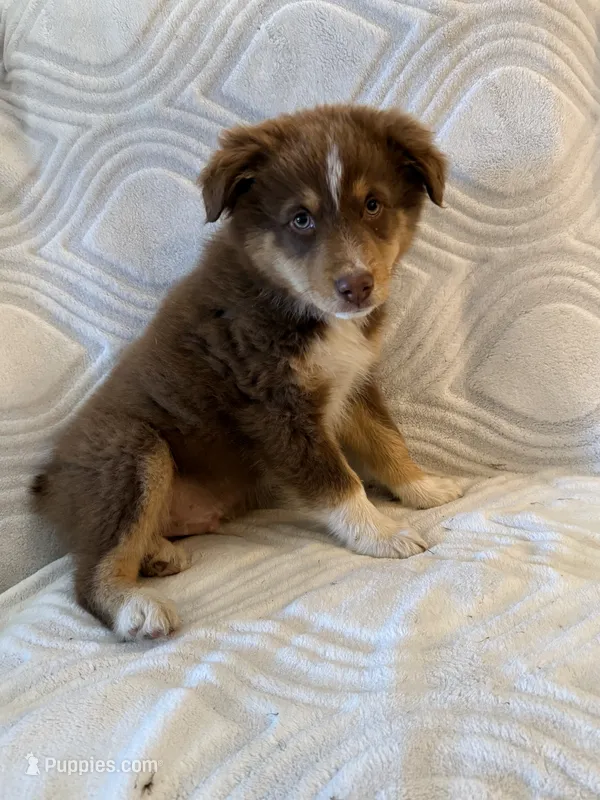 Male 1 – Australian Shepherd puppy for sale in Pierz, MN
