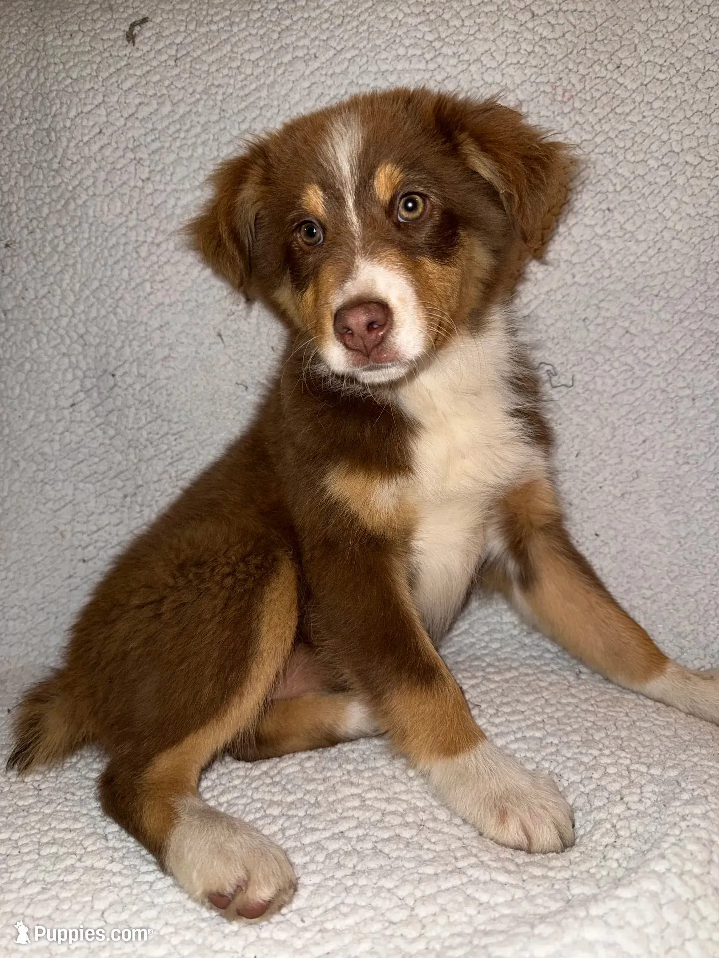 Little Girl, a female Australian Shepherd for sale in Pierz, MN – 1 of 4