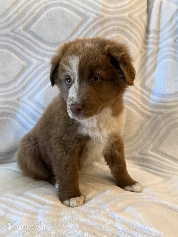 Male 2 – Australian Shepherd puppy for sale in Pierz, MN