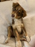 Little Girl, a female Australian Shepherd for sale in Pierz, MN – 4 of 4