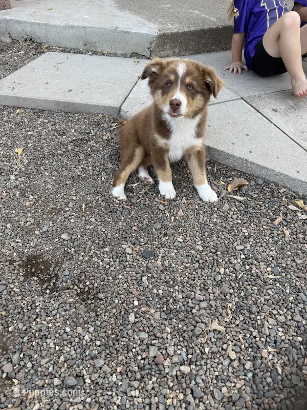 No Name Female – Australian Shepherd puppy for sale in Pierz, MN